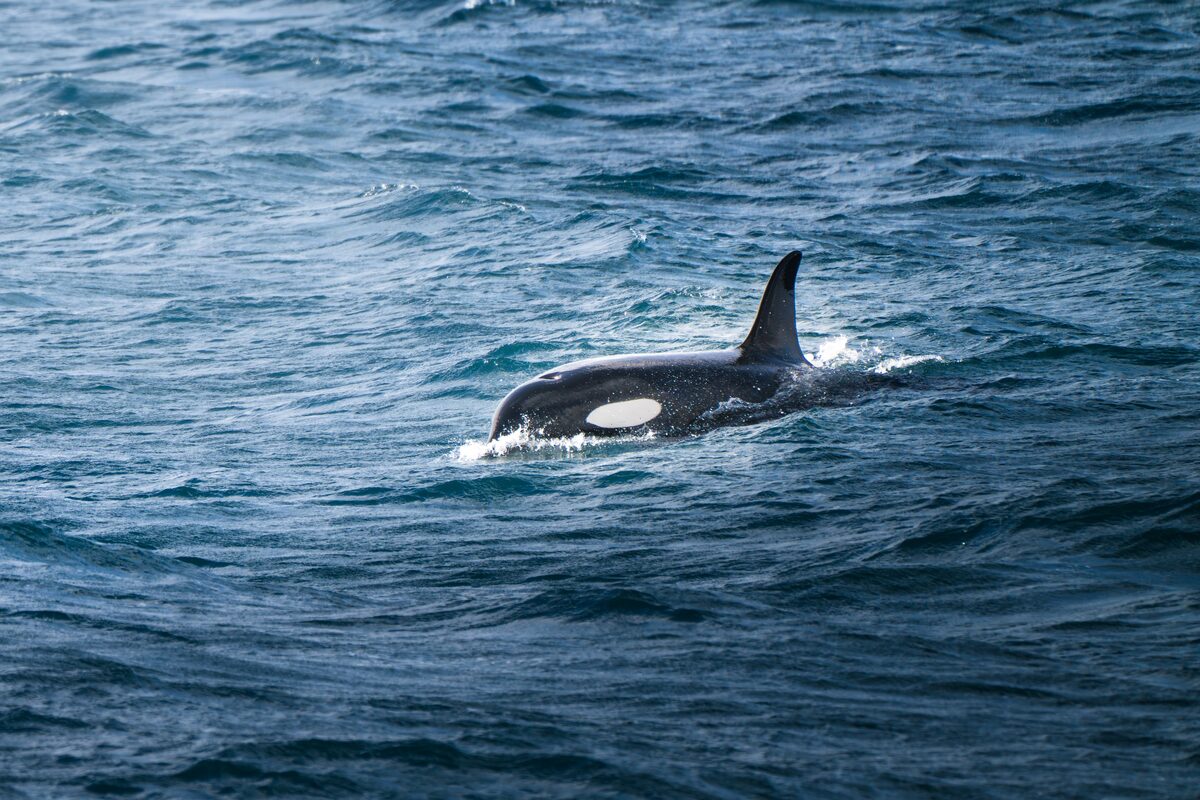 An orca swimming in the ocean.