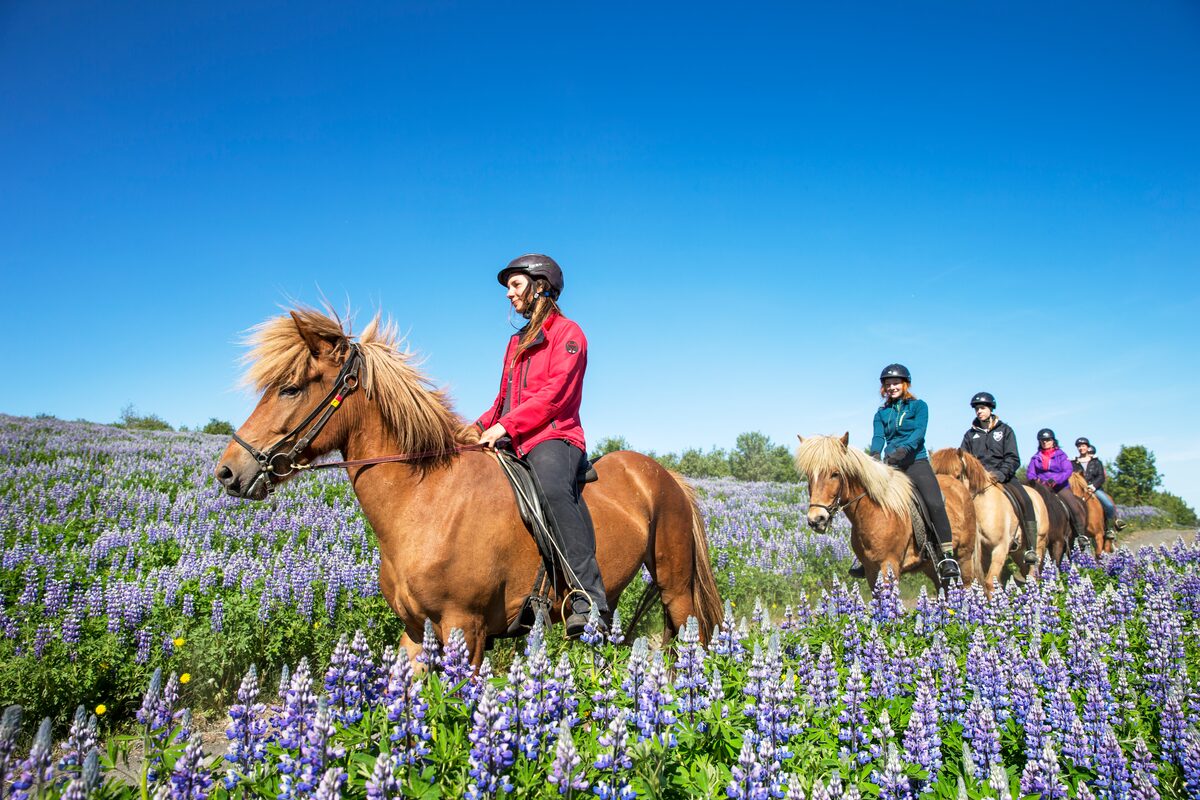 Group of people horseback riding through a field of purple flowers.