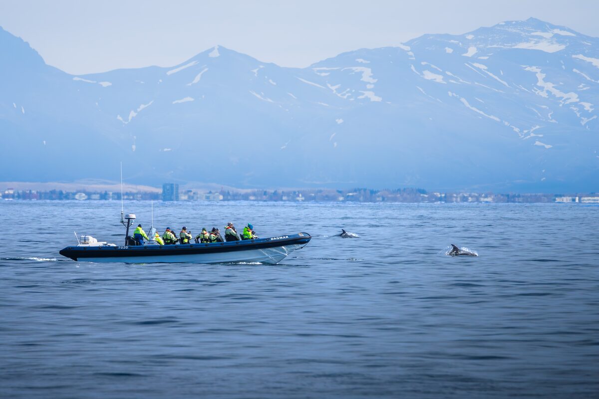 Tourists on a boat watching dolphins with snowy mountains behind.