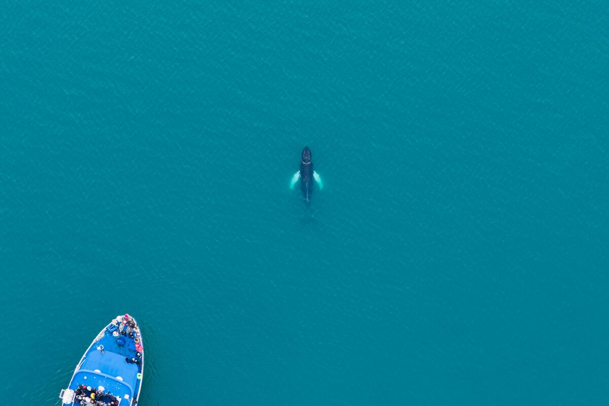 Aerial view of a whale near a tour boat in bright blue ocean water.