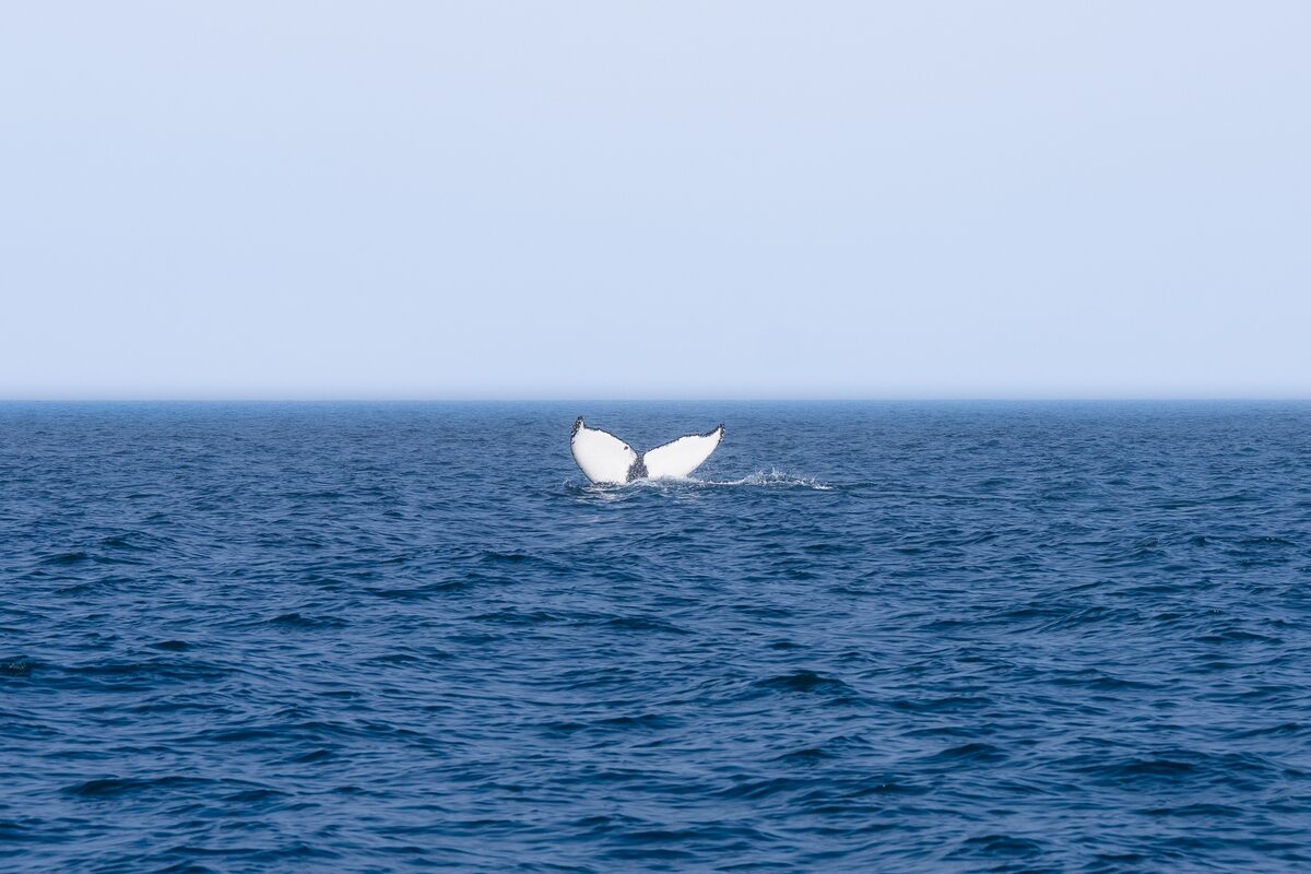Humpback whale tail breaching the ocean water surface