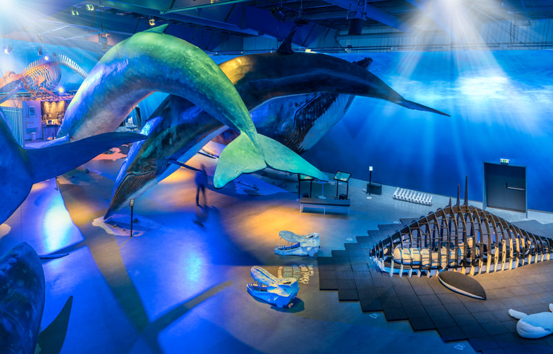 Discover the Majestic World of Whales at Reykjavík’s Whales of Iceland Museum