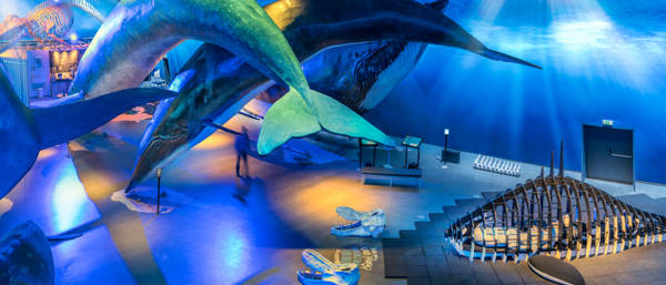Discover the Majestic World of Whales at Reykjavík’s Whales of Iceland Museum