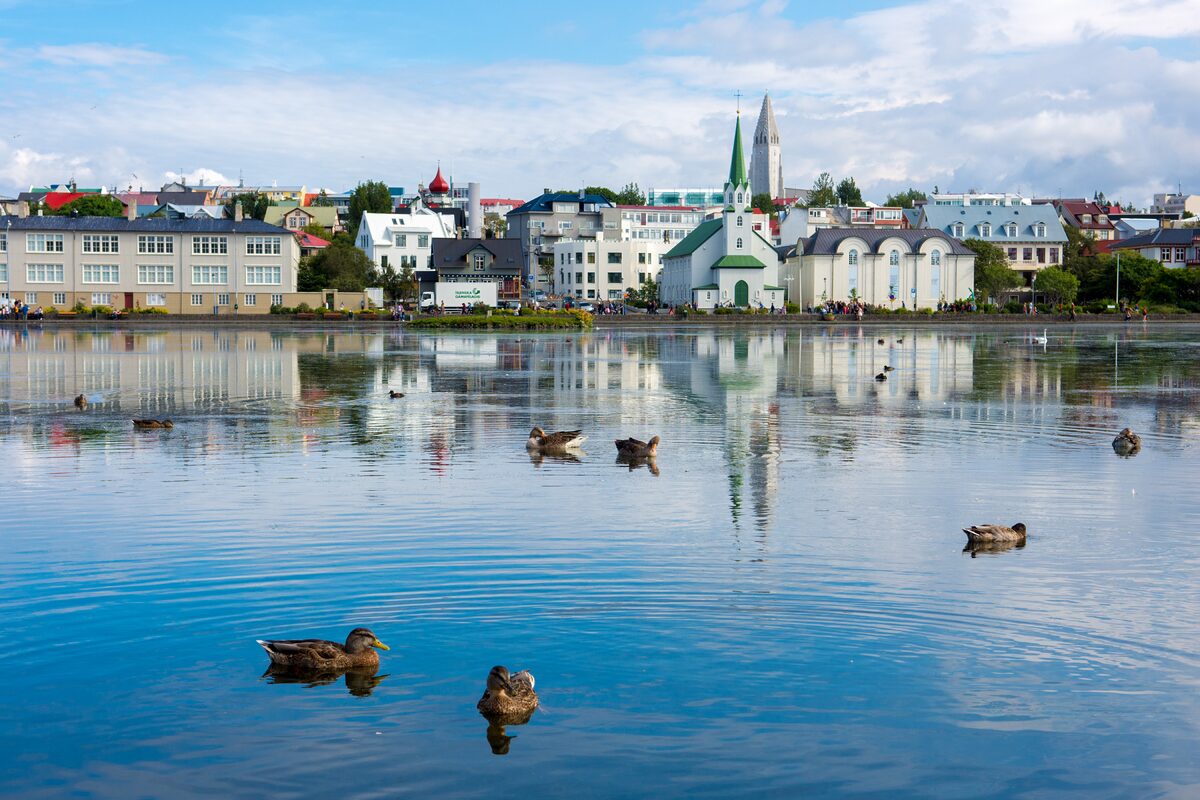 Ducks swimming in front of Reykjavik cityscape.