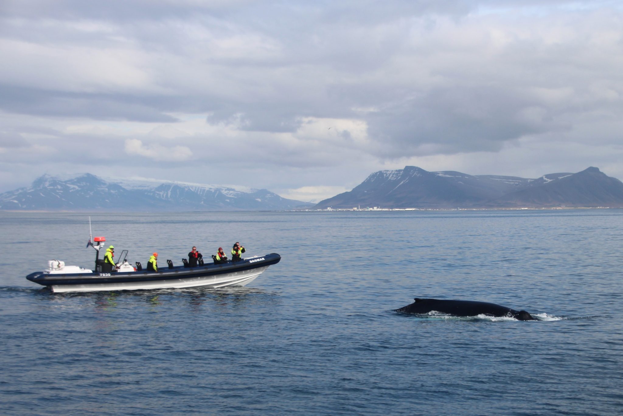 A humpback whale tail fluke rises from the ocean.