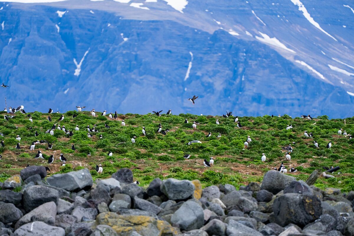 Puffins on a green hillside with mountains.