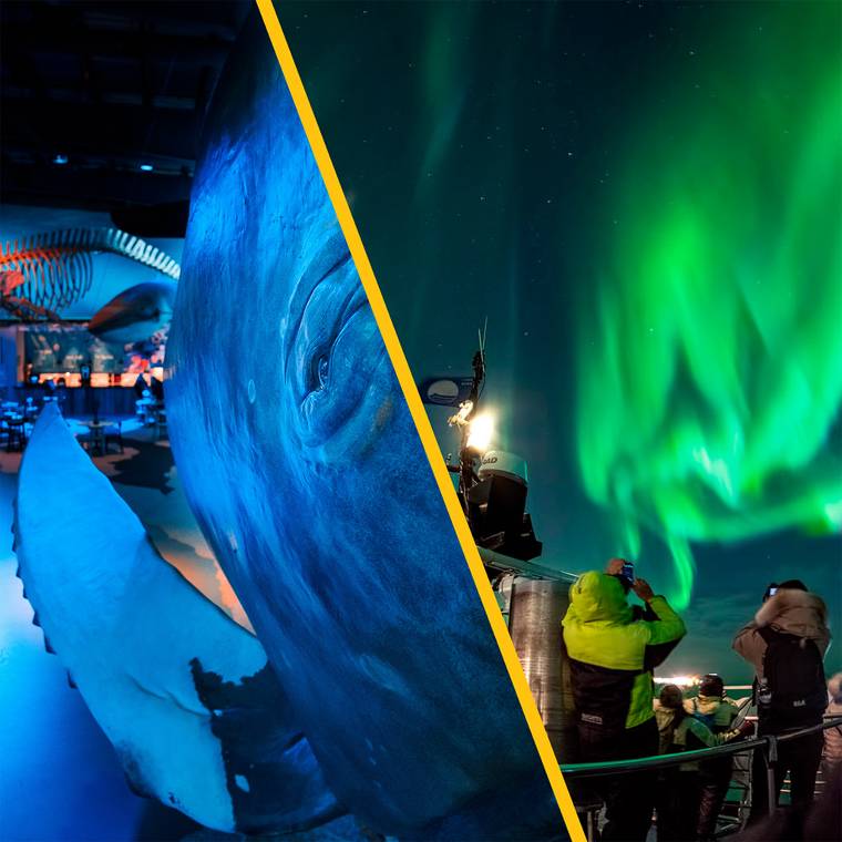 Split view of a whale model and northern lights