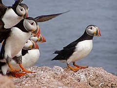 Several puffins standing together on a rocky ledge.