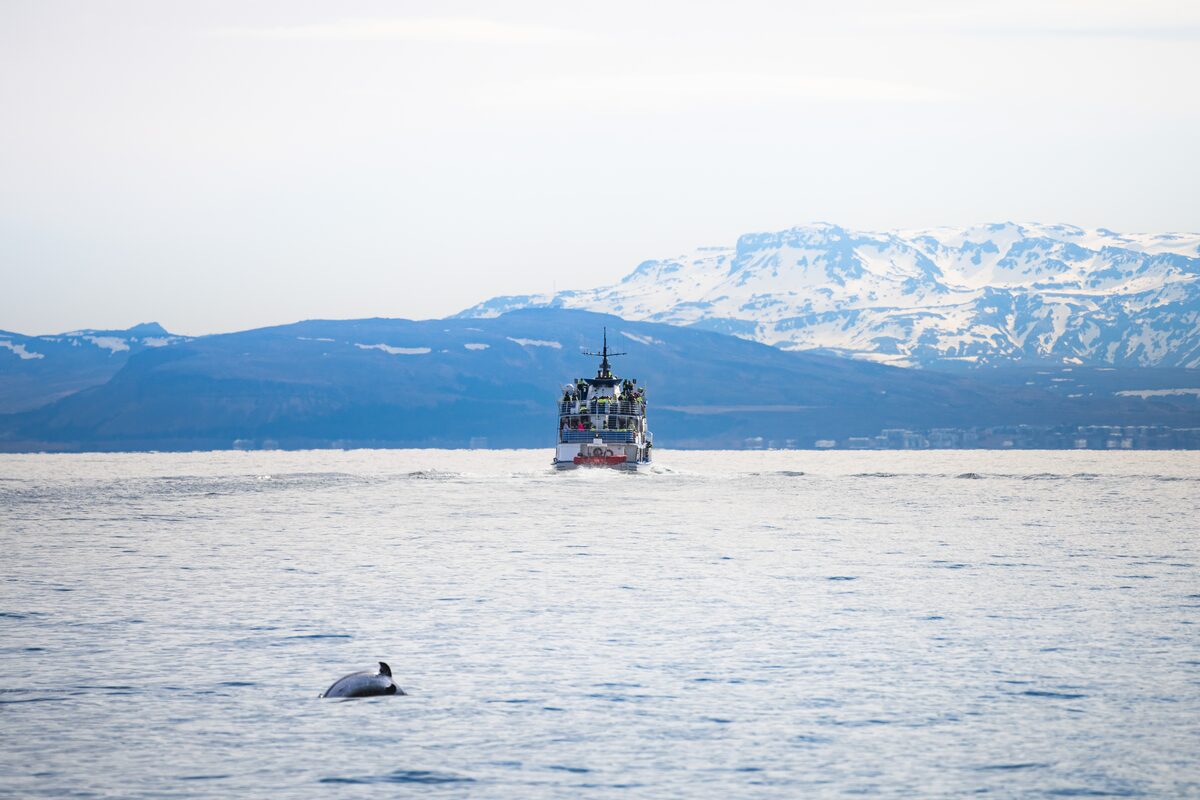 A whale breaches near a boat in snowy mountains.