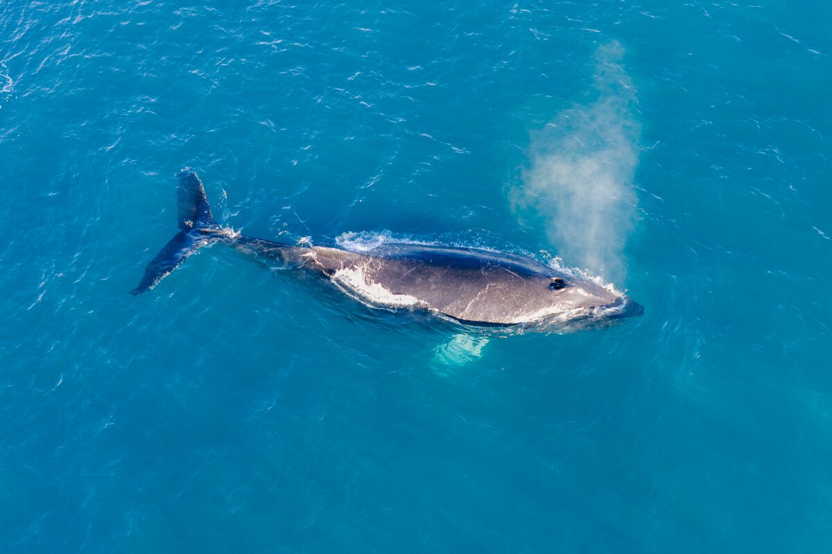 Aerial view of a whale swimming in blue water