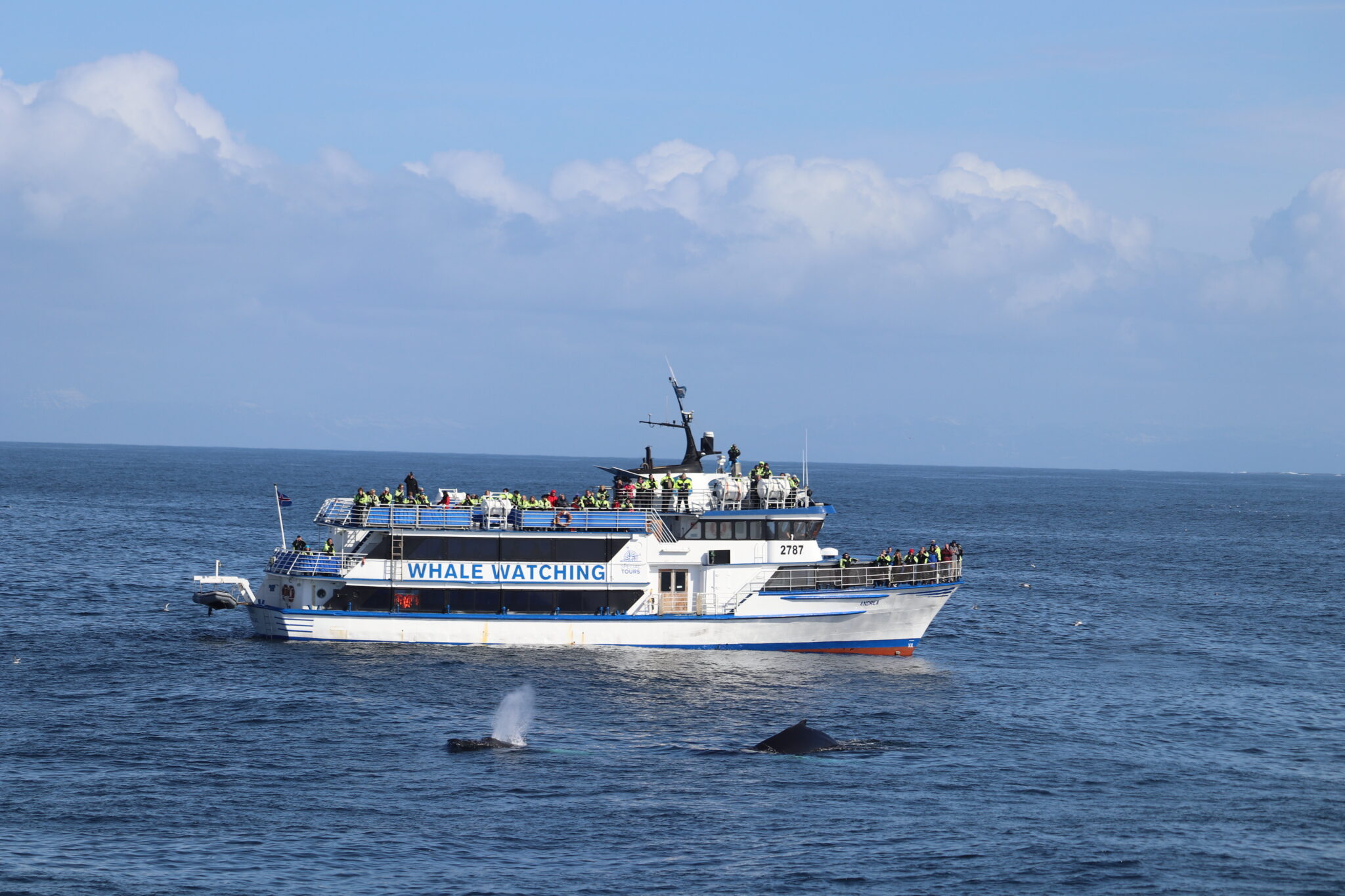 A Special Tours whale watching boat on the water.