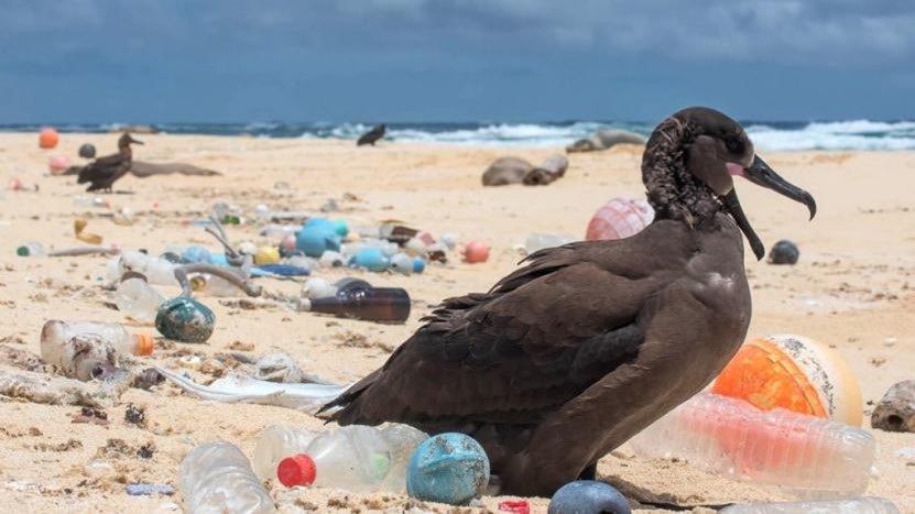 A bird standing on a beach littered with plastic and debris.