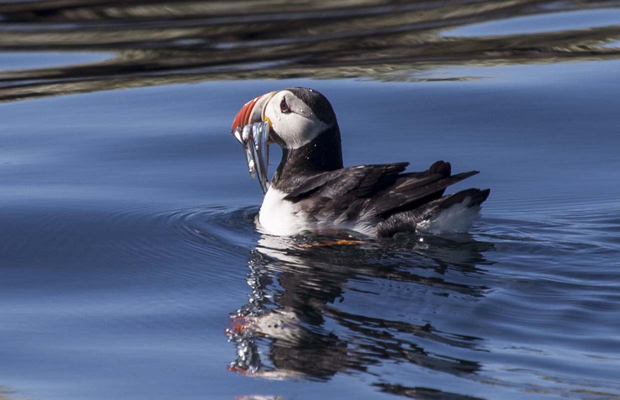 Cute little puffin having a swim before feeding on our Puffin Express tour