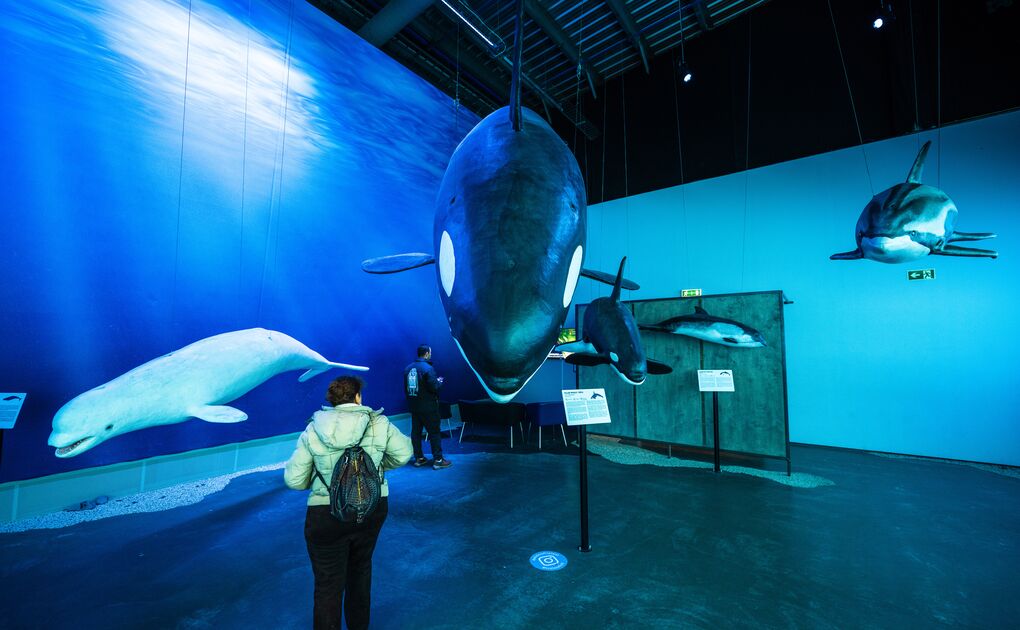 Museum exhibit featuring suspended models of cetaceans.