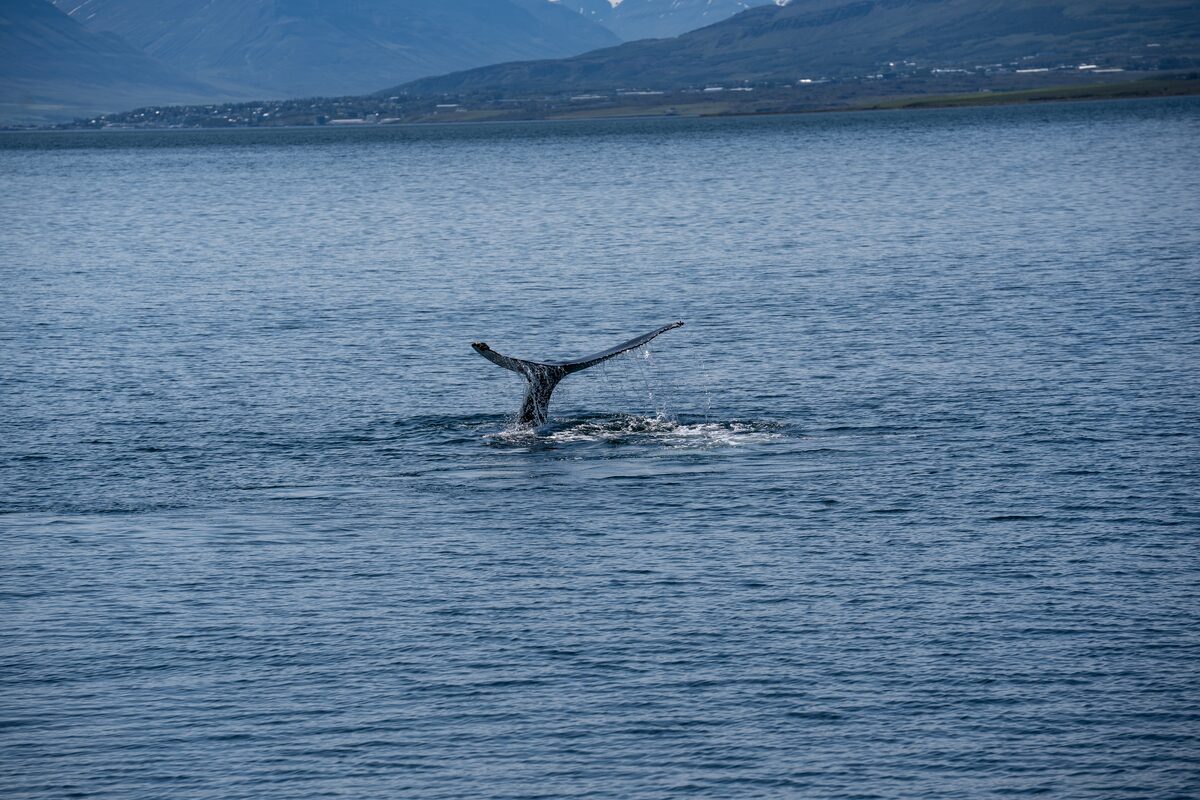 A whale fluke dives into the ocean.