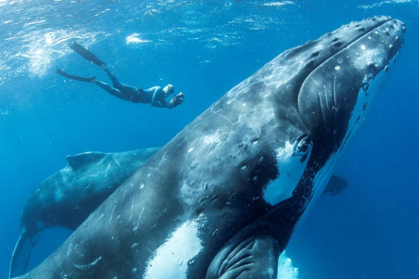 Whale conservation – What you can do