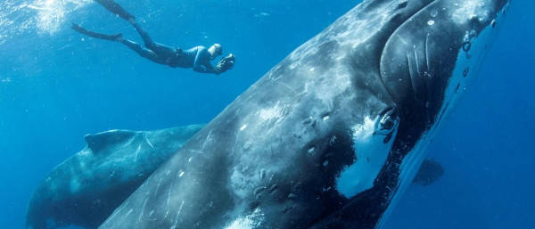 Whale conservation – What you can do