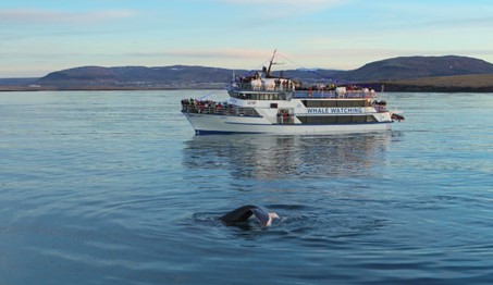 A whale watching boat near a whale on the ocean.