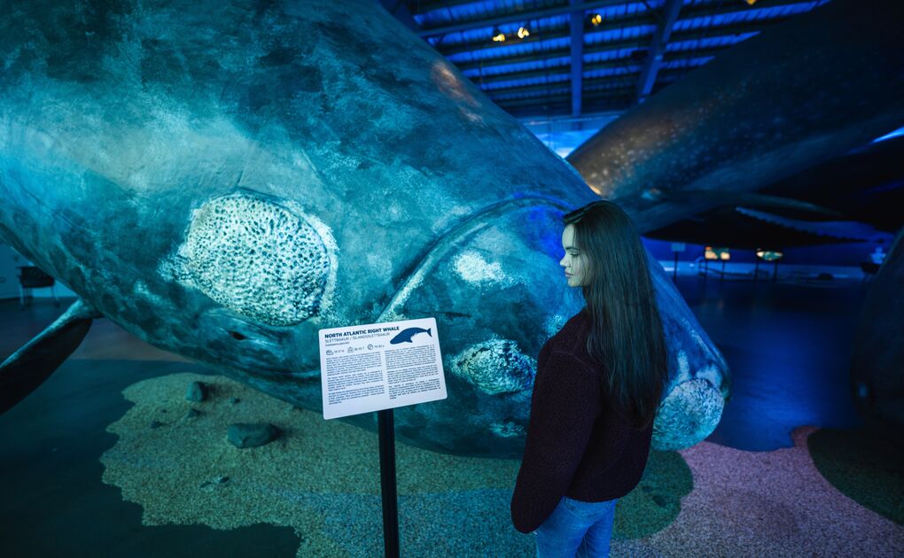 A woman looking at a North Atlantic Right Whale model at a museum.