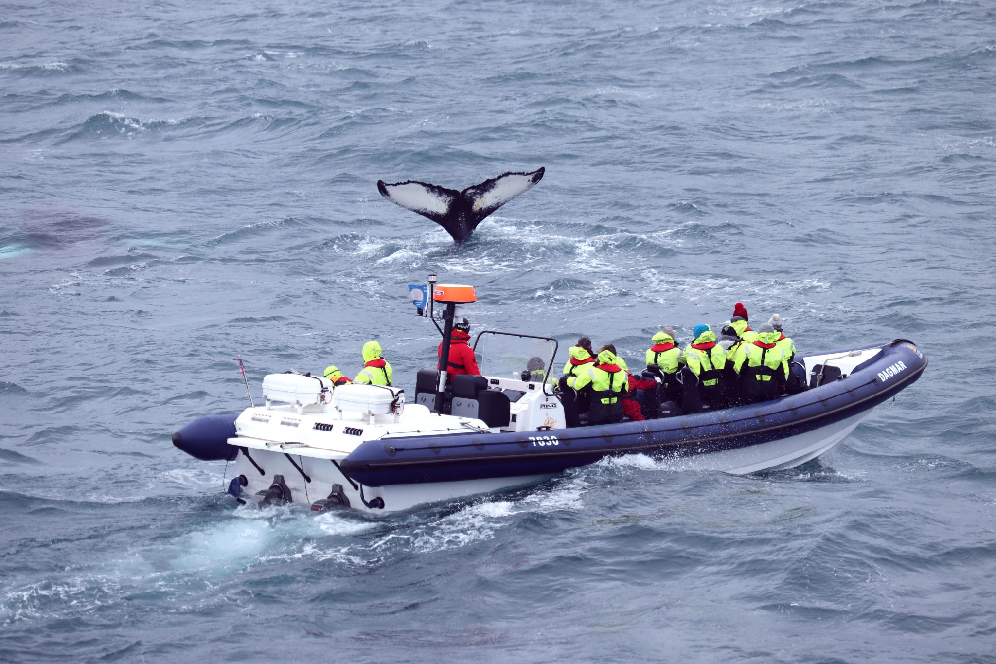Tourists on a boat watching a whale's tail.