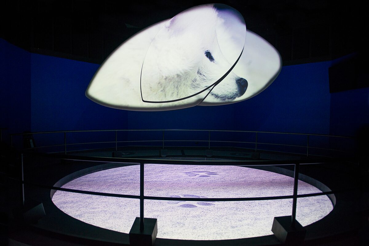 An interactive exhibit showing a polar bear and paw prints.