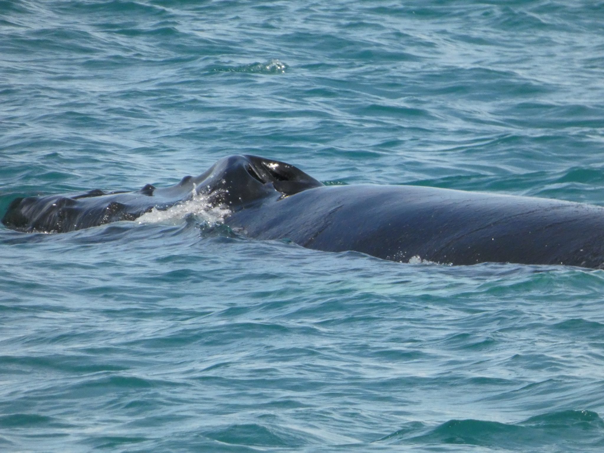 A whale tail rises above the ocean surface.
