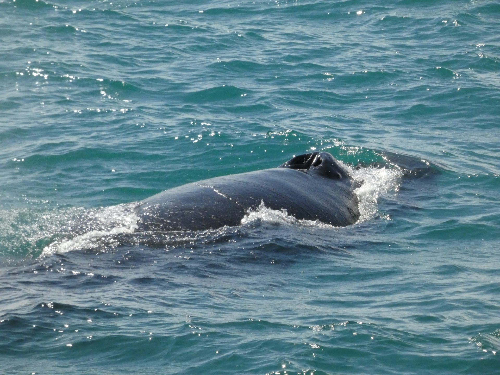 The Best Time to See Whales in Iceland