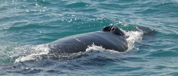 The Best Time to See Whales in Iceland