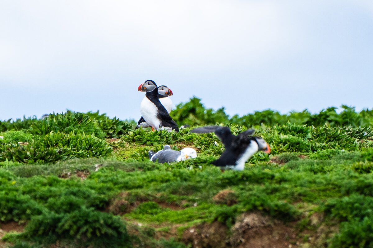 Atlantic puffins on grassy cliffs