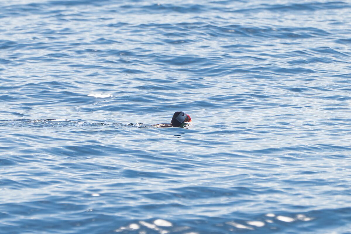 A single puffin swimming in the blue ocean.