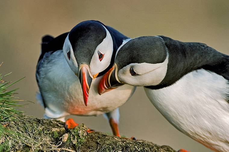 Two Atlantic puffins interacting on a grassy cliff