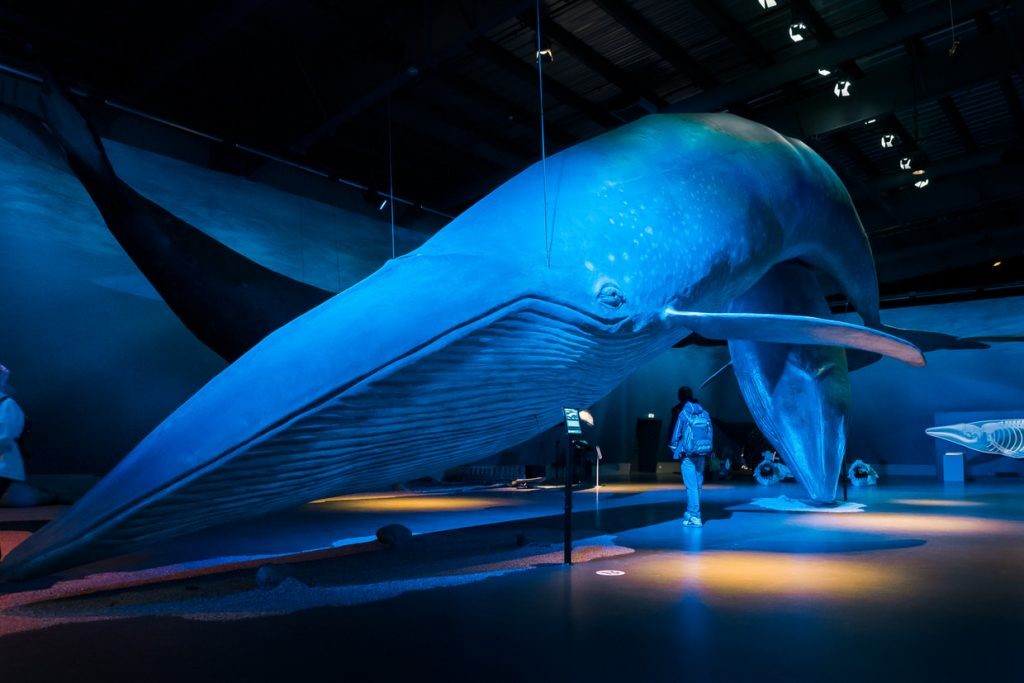 Blue whale model hanging in museum gallery