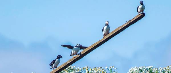 Puffin survival: The state of the Atlantic puffin