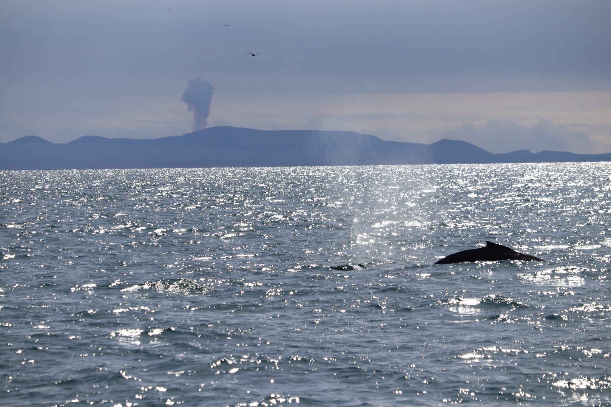 A whale surfacing in the ocean near a volcano.