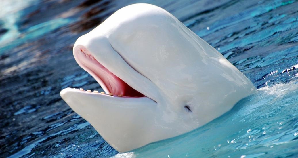 A beluga whale swimming underwater.