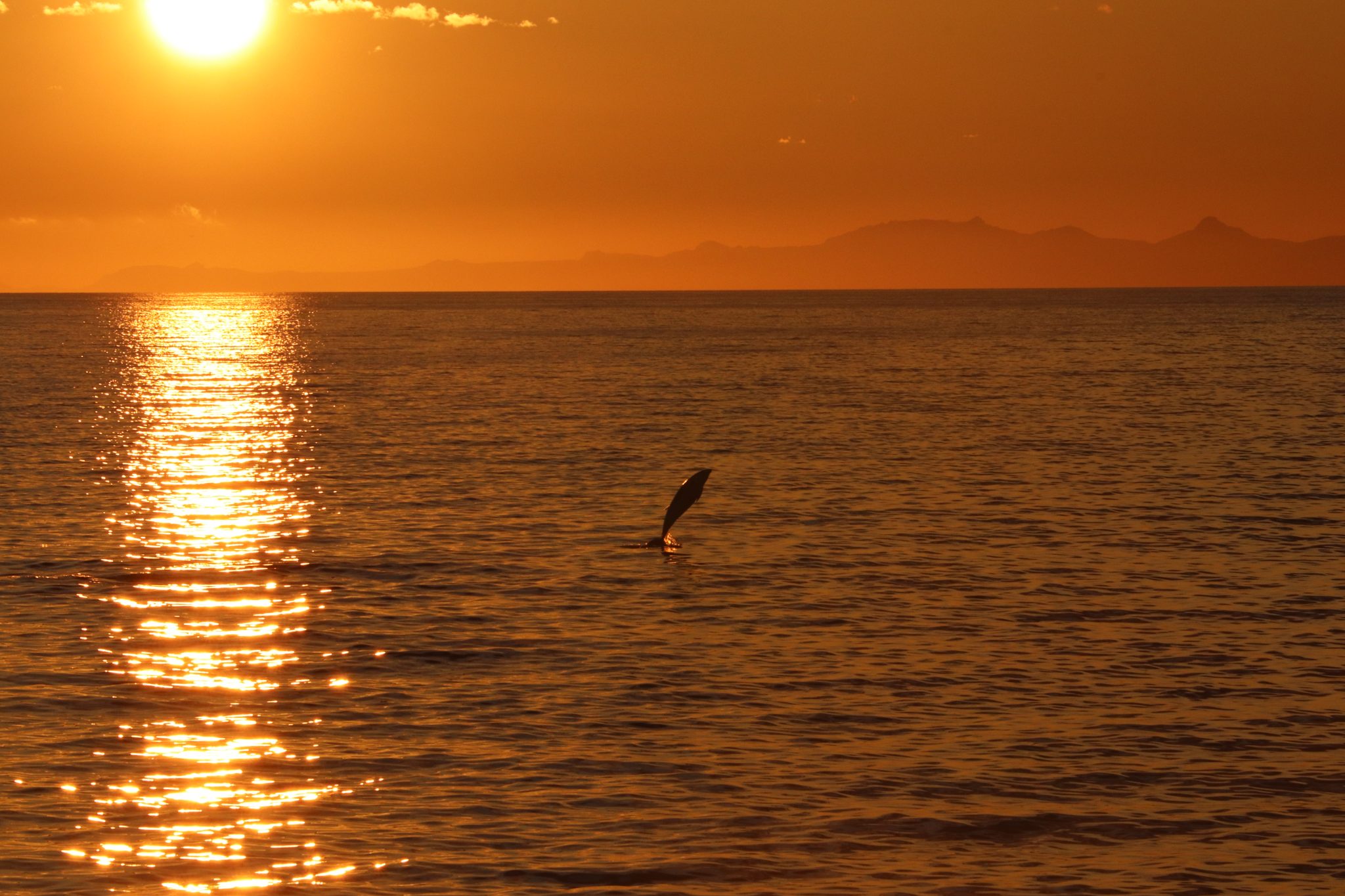 Things to do in Reykjavik in June - Midnight sun whale watching