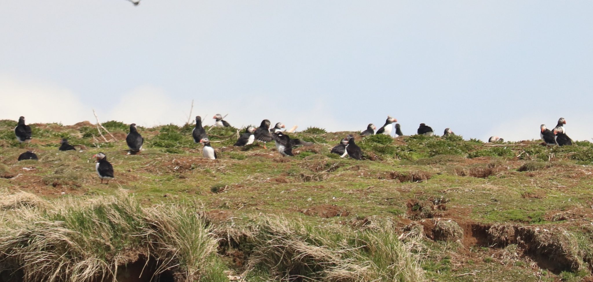 Atlantic puffins gathered on a grassy hillside.