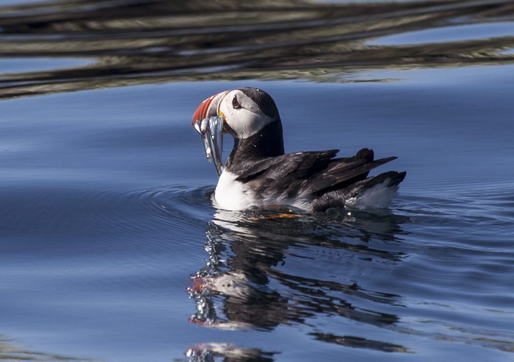 Puffin swimming in water holding fish in its beak.