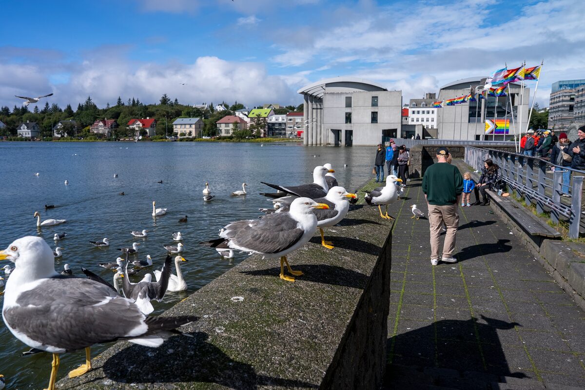 Seagulls gather along a concrete wall near a waterfront with city buildings.