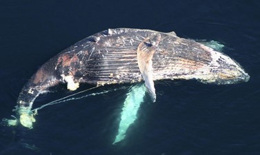 A whale entangled in fishing gear at the ocean surface.