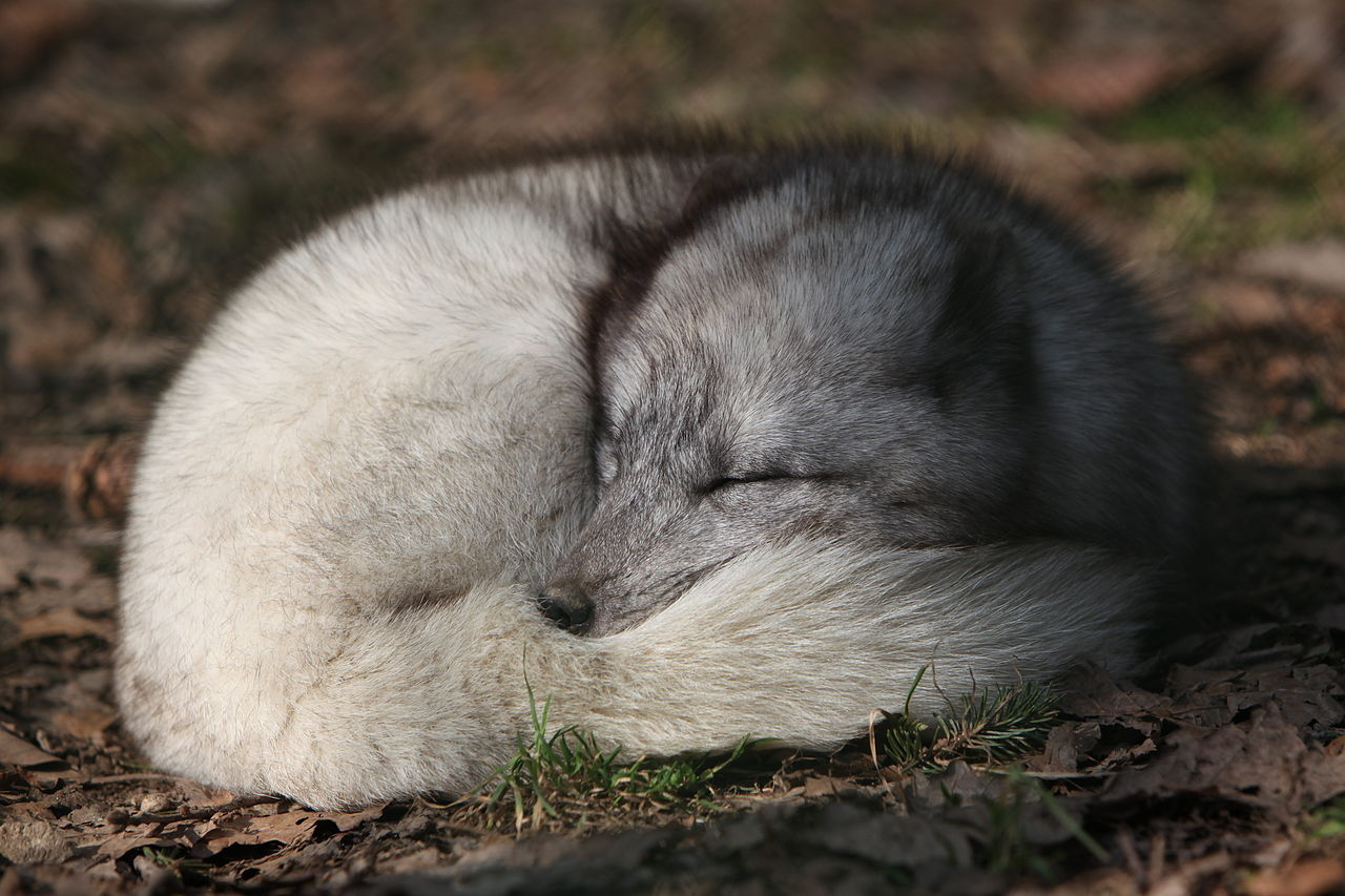 An arctic fox sleeping, curled into a ball