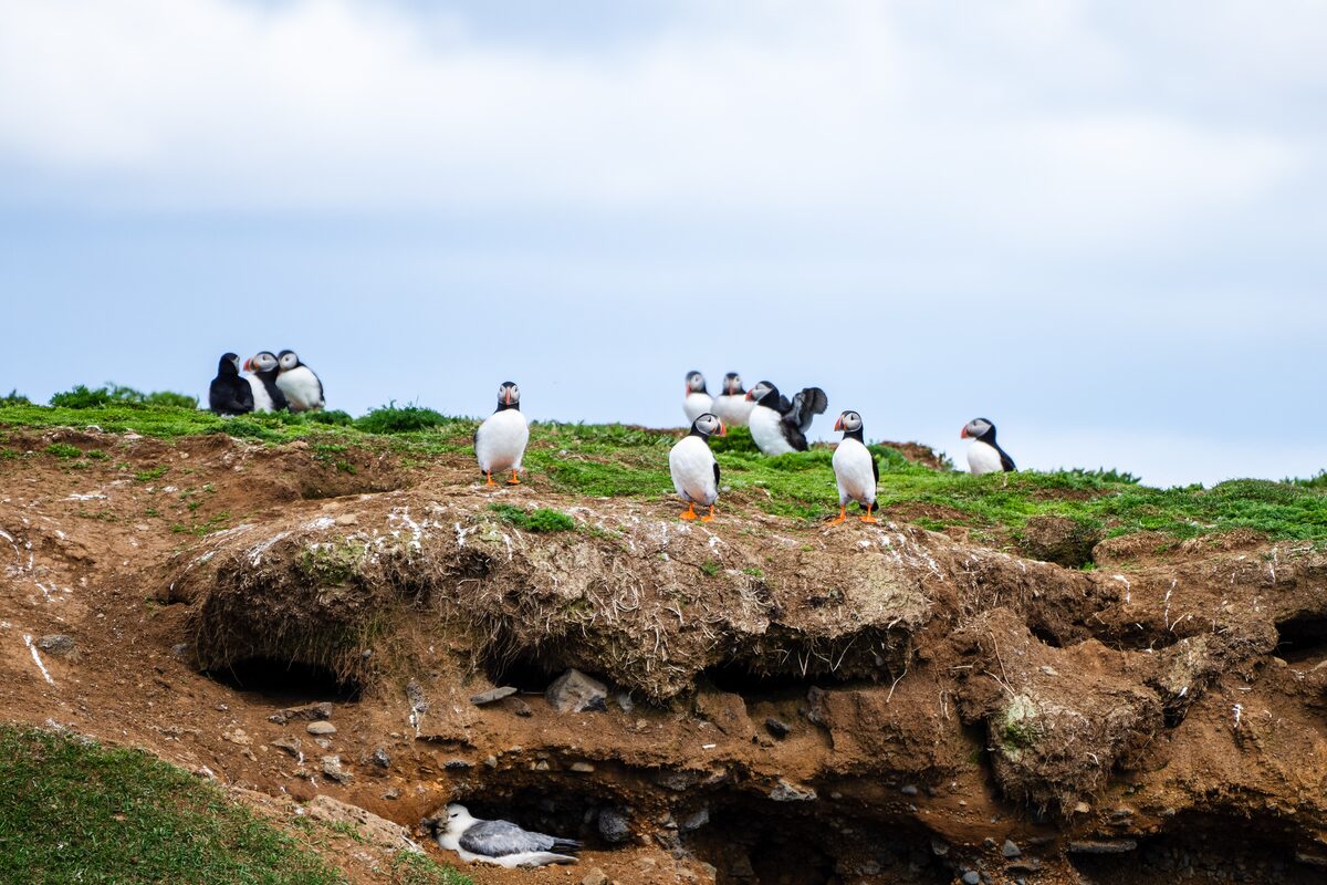 Atlantic puffins resting on a grassy coastal cliffside