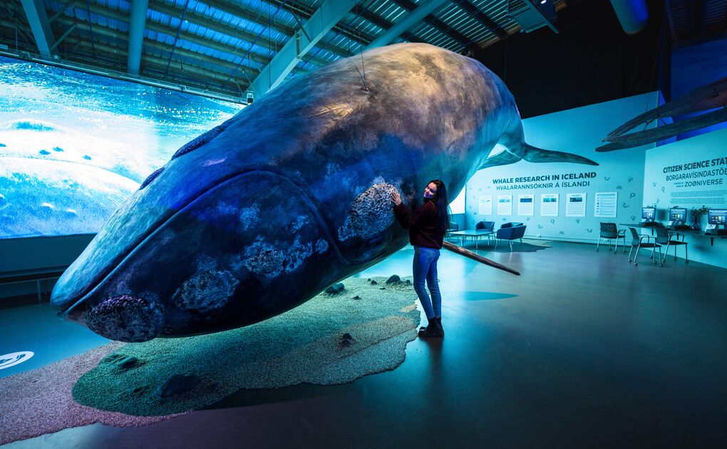 A woman posing with a life-sized whale model.