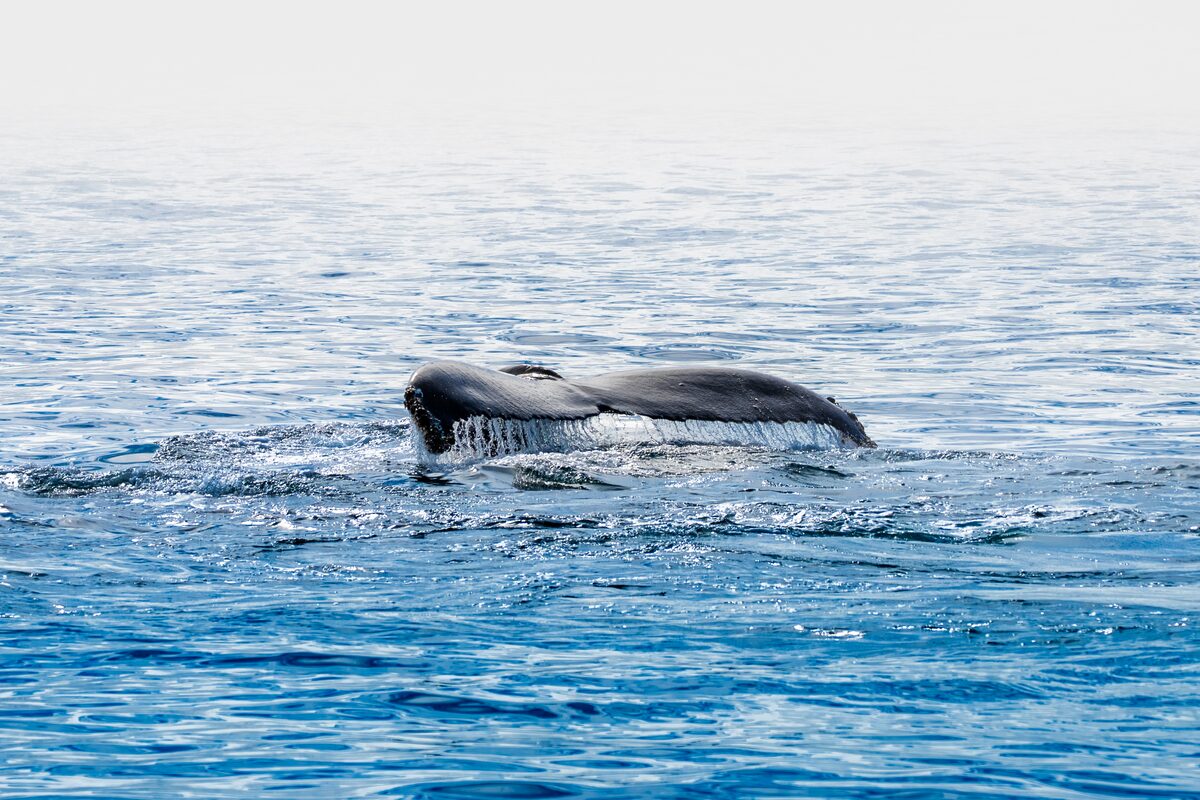 A whale tail breaking the water surface.