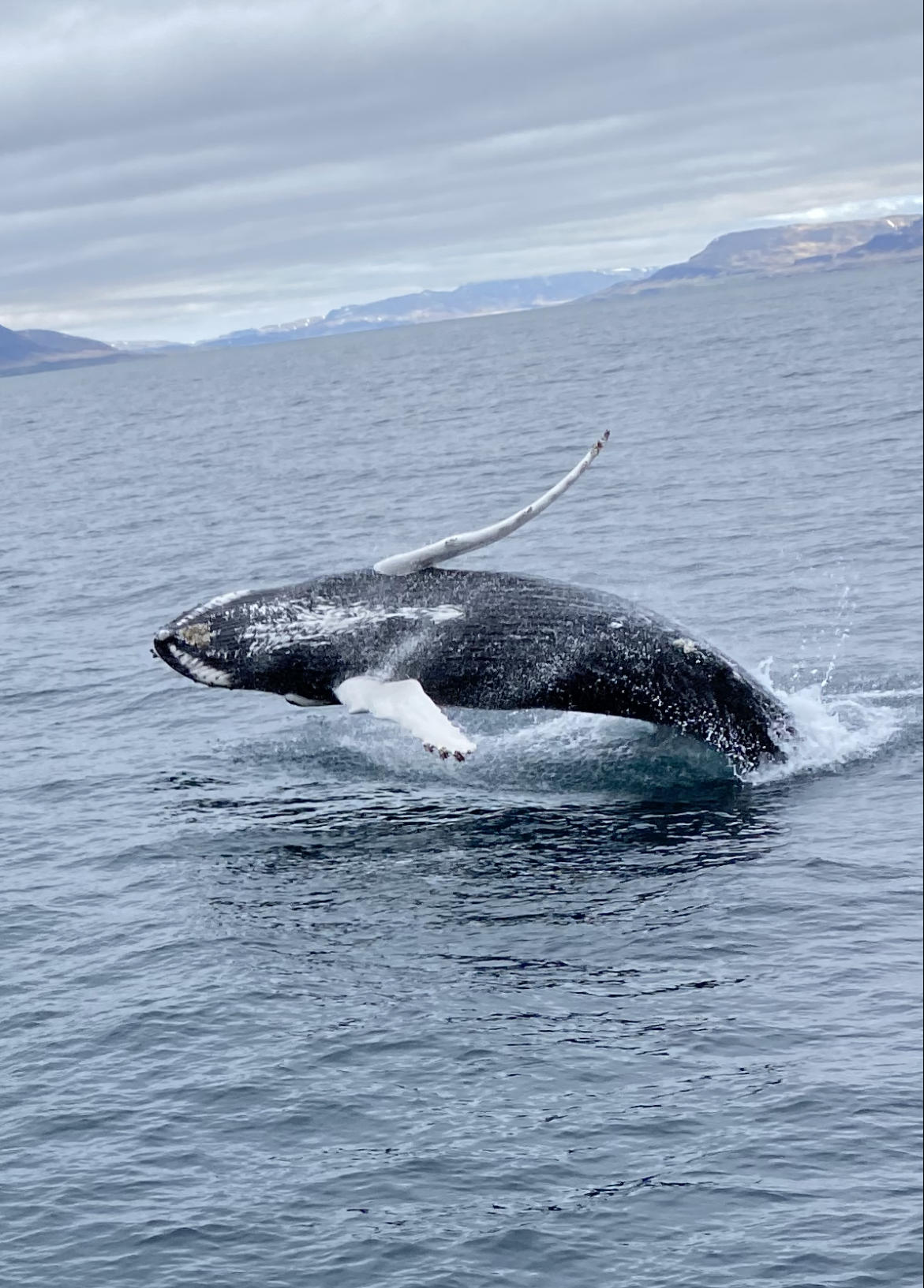 A whale surfaces near a boat in calm water.