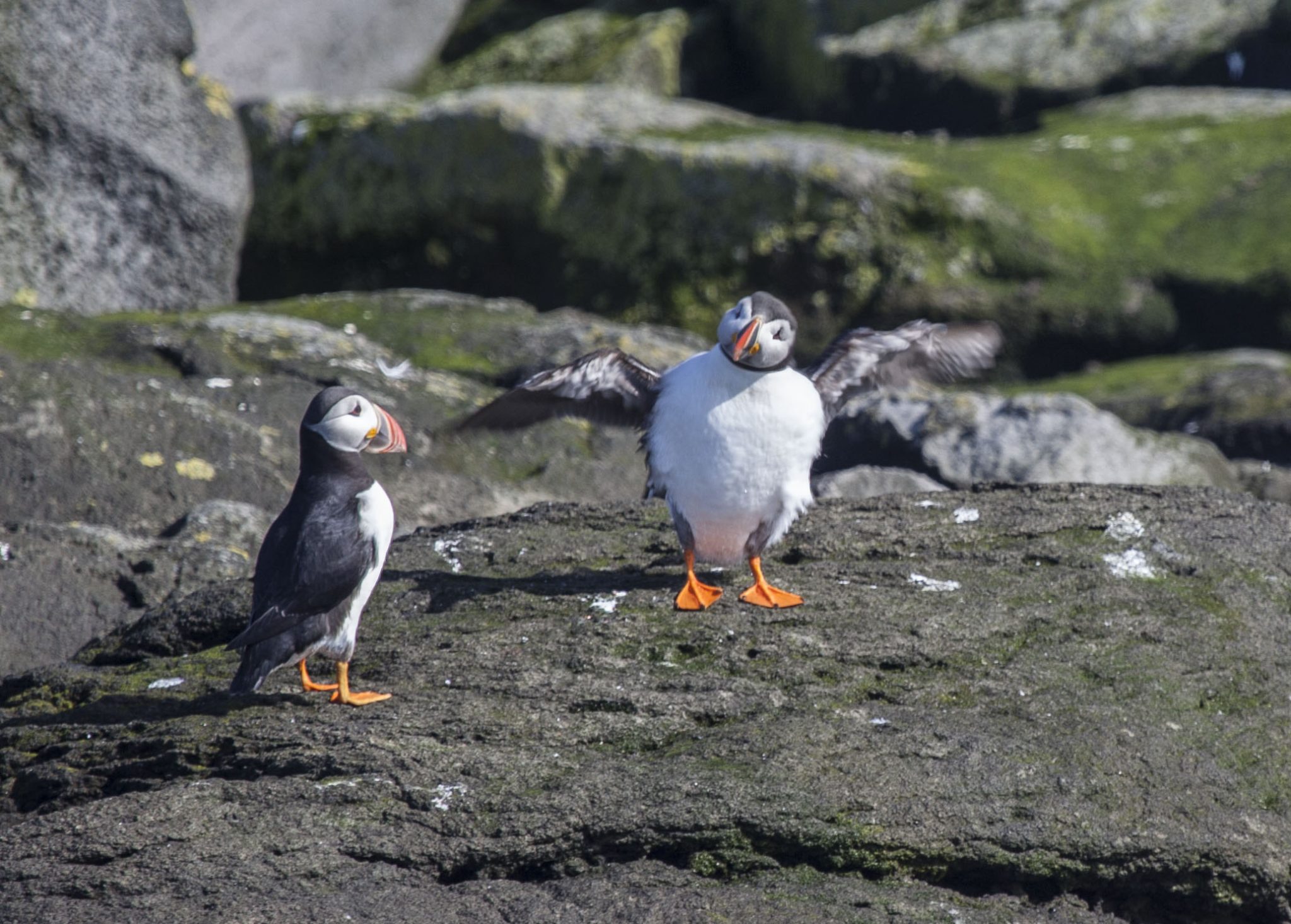 Things to do in Reykjavik in June - Puffin watching