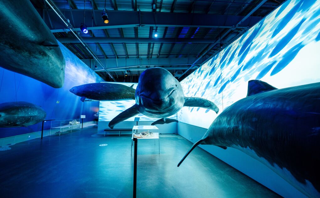 Museum exhibit with hanging whale models and projected underwater visuals.