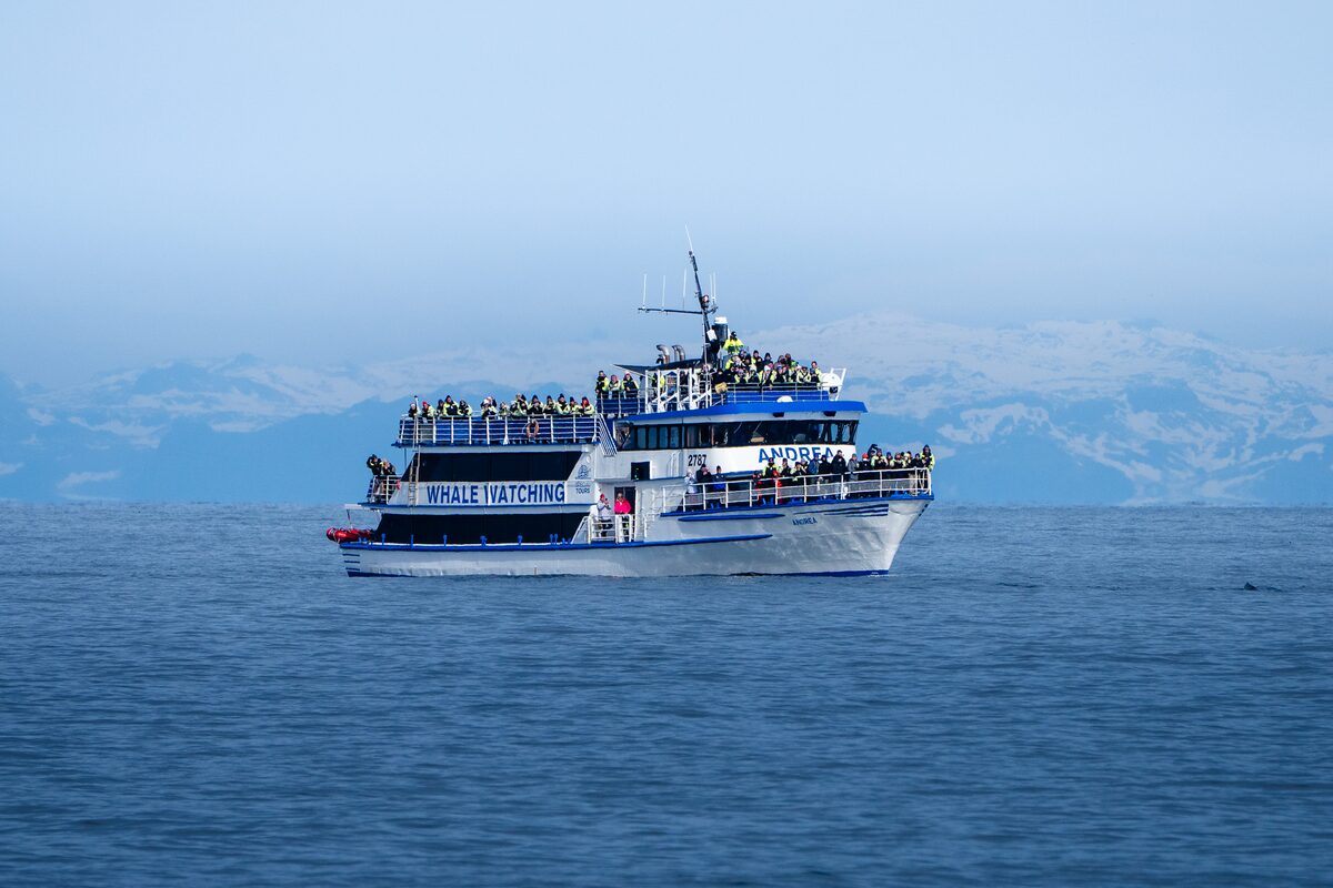 A whale-watching boat on calm ocean waters.