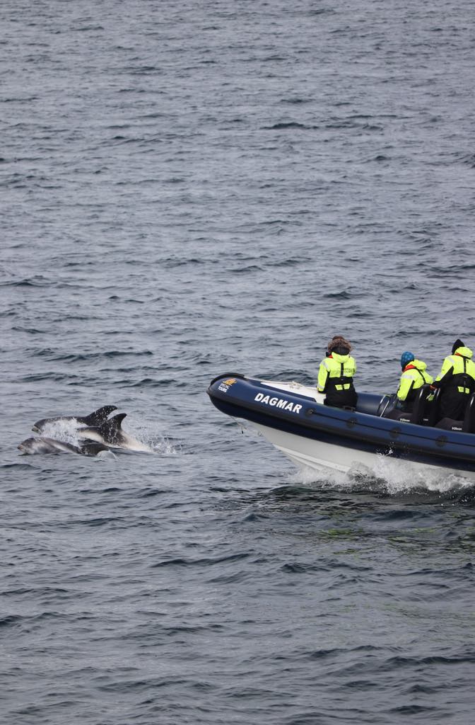 A small boat labeled DAGMAR encounters several dolphins in the ocean.