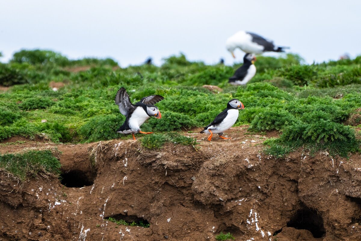 Puffins near burrows in a grassy coastal landscape.